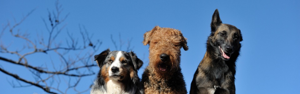 Manie Hopelijk stormloop vakantiehuisje met hond | vakantiehuisjes honden welkom | Alle honden welkom